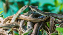 夢見千足蟲是什么意思