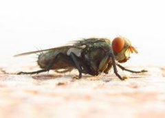 夢(mèng)見打死好多蒼蠅是什么意思