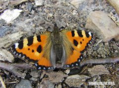 夢見抓黃鱔是什么征兆