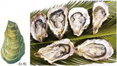 牡蠣和生蠔有什么不同