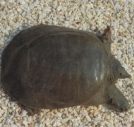 甲魚和烏龜?shù)膮^(qū)別是什么