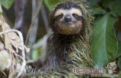 考拉和樹袋熊的區別是什么