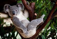 考拉海購都是正品嗎