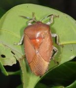 荔枝椿象的卵有毒嗎