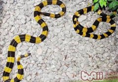金環(huán)蛇有毒嗎