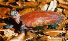 鋸緣龜屬于閉殼龜嗎