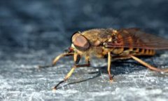 馬蠅在中國有嗎