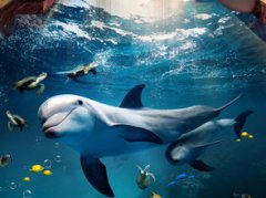 鯨魚(yú)和鯊魚(yú)的區(qū)別是什么