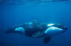 鯨鯊和大白鯊誰厲害