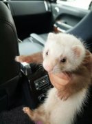 黃鼠狼和雪貂有什么不同