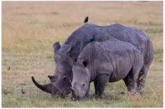 黑犀牛事件是什么意思