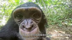 黑猩猩和老虎誰厲害