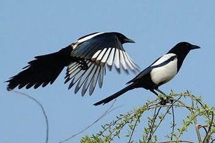 看到喜鵲有什么兆頭