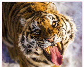 科莫多巨蜥vs鱷魚(yú)誰(shuí)厲害