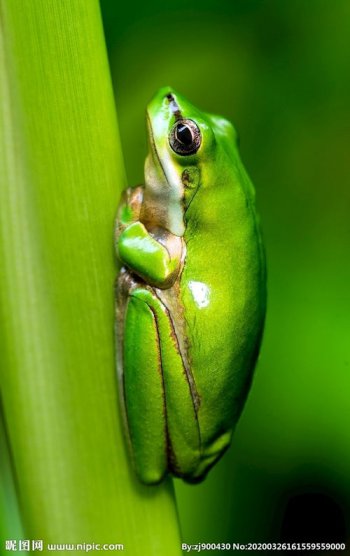 綠色的樹蛙有毒嗎