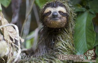 考拉和樹袋熊的區別是什么