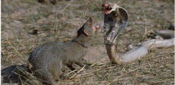 蜜獾和蛇獴有什么不同