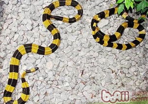 金環蛇有毒嗎