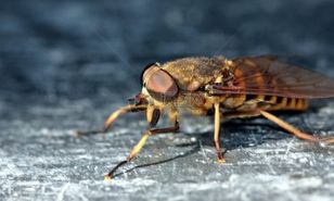 馬蠅在中國有嗎