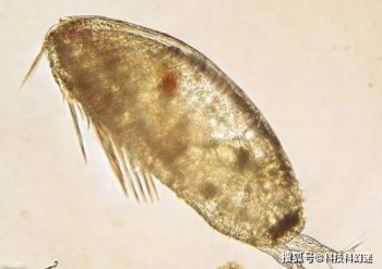 鯨魚上藤壺怎么去除