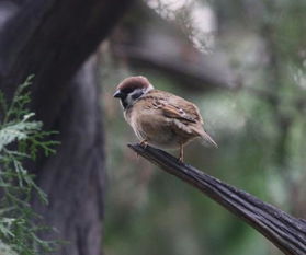 麻雀進屋是什么兆頭