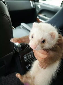 黃鼠狼和雪貂有什么不同