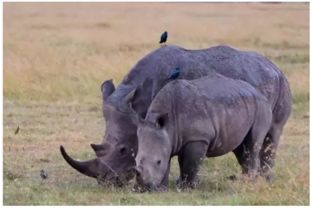 黑犀牛事件是什么意思