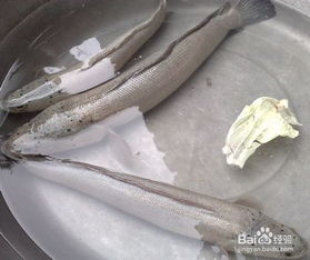 黑魚的粘液怎么去除