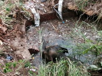 一頭非洲象重多少噸