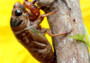 下雨天知了會出來嗎