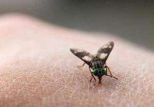 中國有人膚蠅嗎