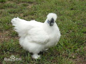 烏骨雞和烏雞有什么不同