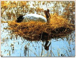 仙鶴生活在什么地方