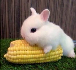 兔子養(yǎng)多久才會(huì)認(rèn)主人