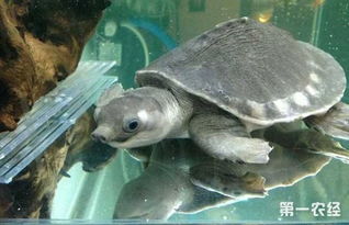 養(yǎng)豬鼻龜犯法嗎