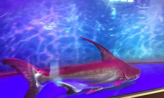 養虎頭鯊能加鹽嗎