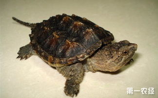 小鱷龜能長多大