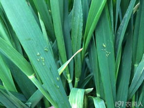 小麥什么時候打蚜蟲