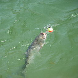 夏天釣鰱魚釣多深