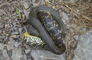 大王蛇能長多大