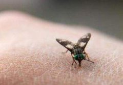 中國有人膚蠅嗎