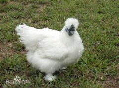 烏骨雞和烏雞有什么不同