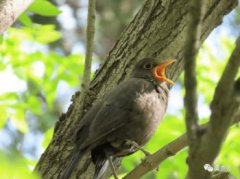烏鶇是保護動物嗎