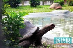 亞達伯拉象龜怎么養