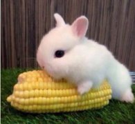 兔子養多久才會認主人