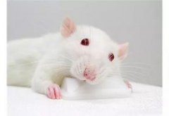 小白鼠可以當寵物嗎