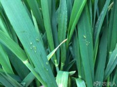 小麥什么時候打蚜蟲