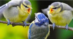 啄木鳥和戴勝鳥有什么不同