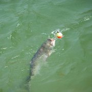 夏天釣鰱魚釣多深