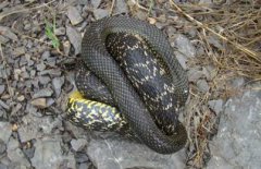 大王蛇能長多大